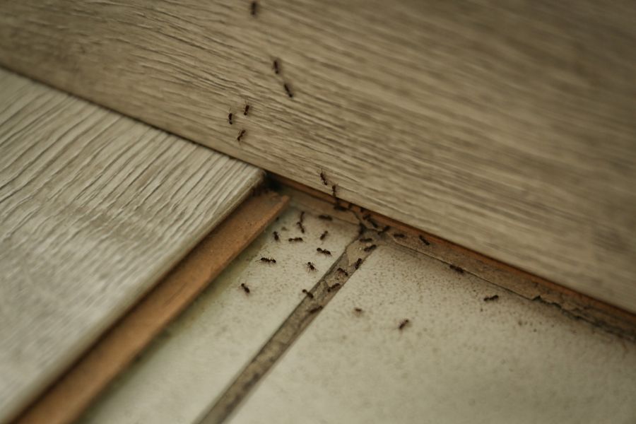 Carpenter ant extermination by Metro Wildlife Removal and Pest Control
