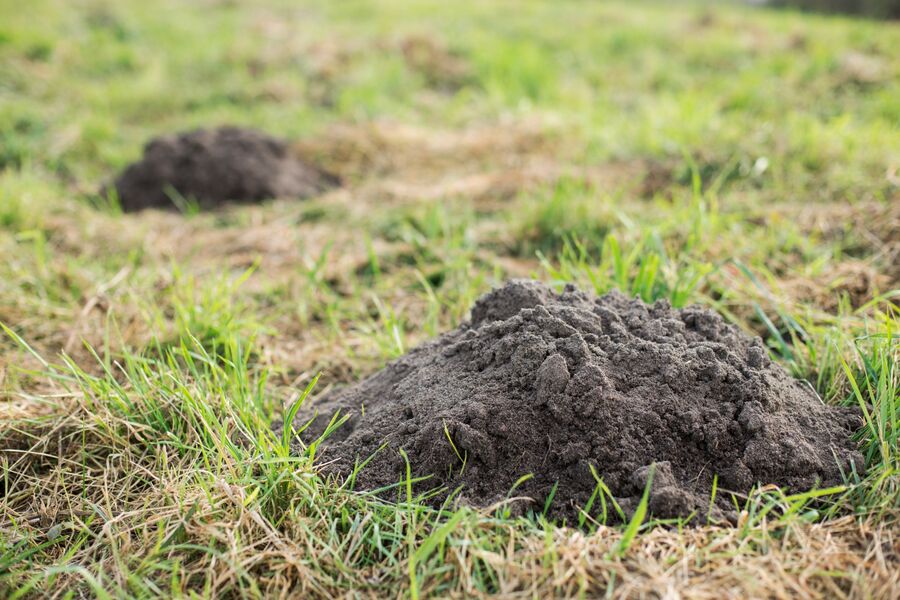 Mole Control by Metro Wildlife Removal and Pest Control